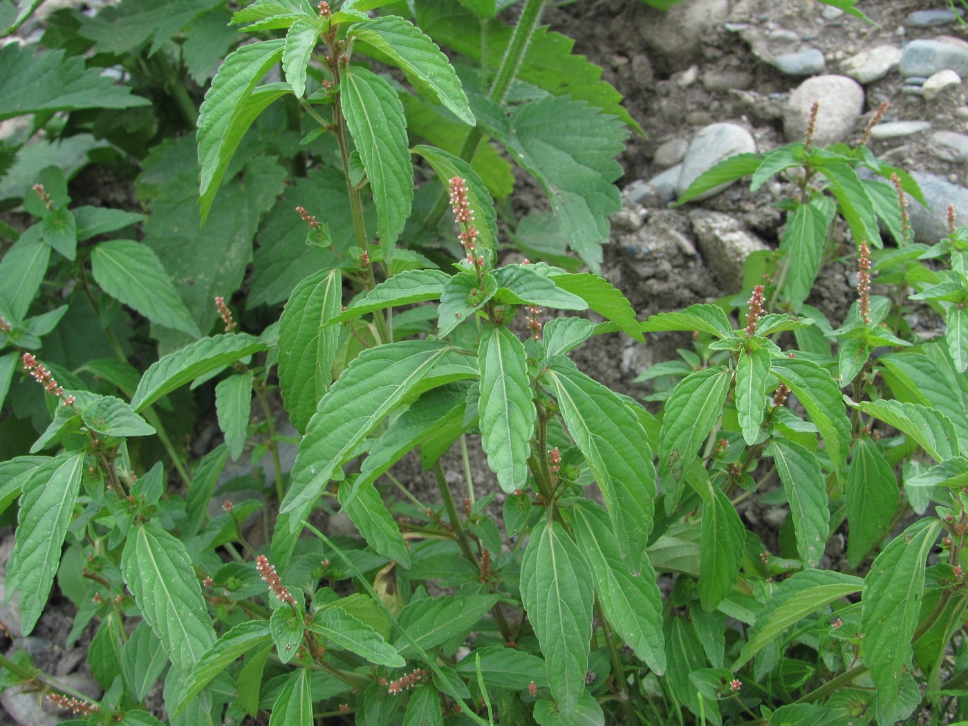 Image of Acalypha australis specimen.