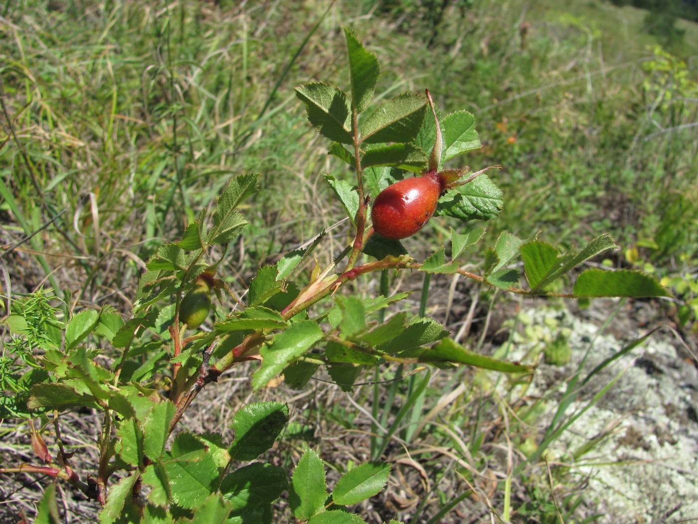 Изображение особи Rosa pulverulenta.