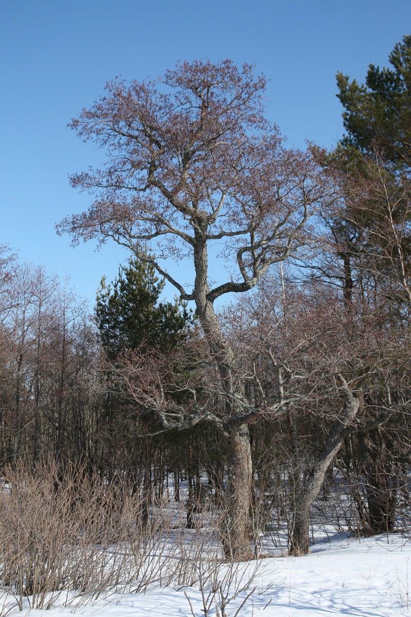 Image of Alnus glutinosa specimen.