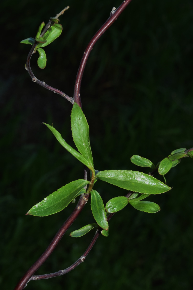 Image of Salix matsudana specimen.