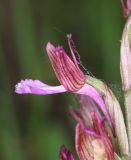 Anacamptis papilionacea подвид schirwanica. Цветок. Дагестан, Дербентский р-н, 3 км ЮЗ с. Геджух, луговая степь, среди кустарников. 6 мая 2022 г.