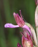 Anacamptis papilionacea subspecies schirwanica. Цветок. Дагестан, Дербентский р-н, 3 км ЮЗ с. Геджух, луговая степь, среди кустарников. 6 мая 2022 г.