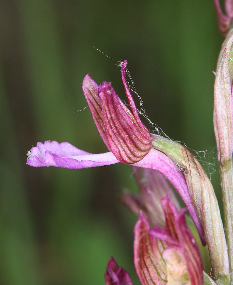 Image of Anacamptis papilionacea ssp. schirwanica specimen.