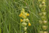 Rhinanthus vernalis. Соцветие. Калужская обл., Боровский р-н, окраина дер. Сатино, дол. р. Протва, луг. 3 июля 2020 г.