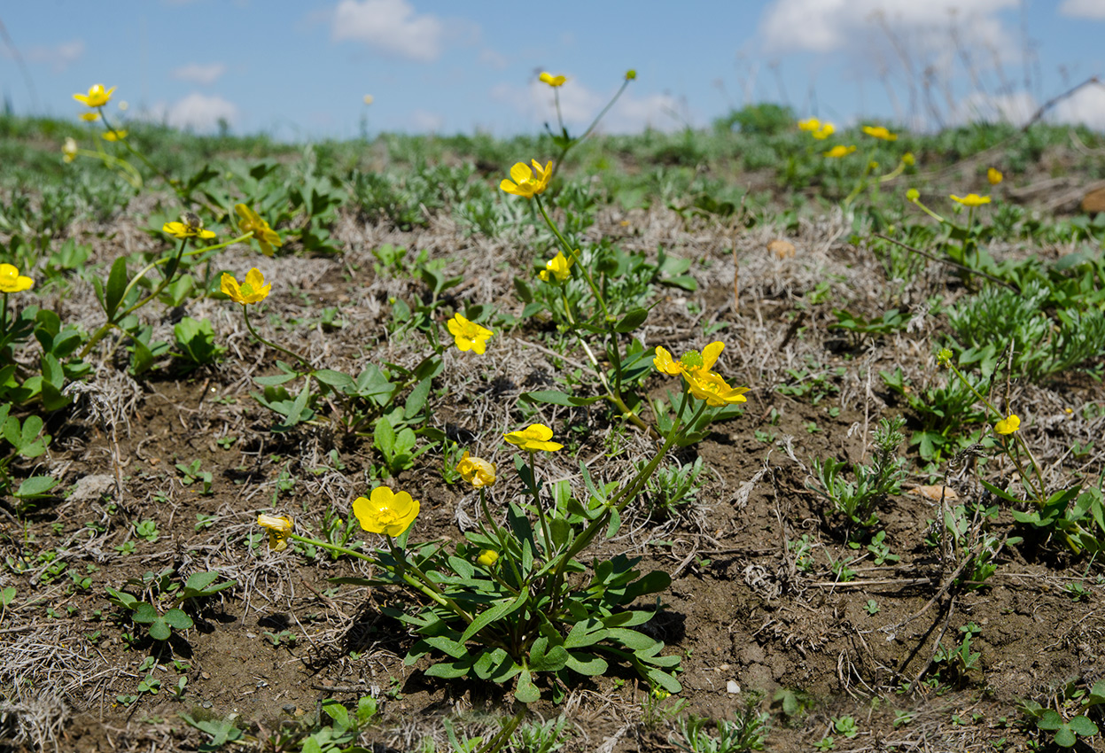 Изображение особи Ranunculus polyrhizos.