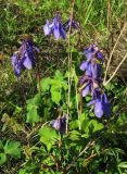 Aquilegia sibirica. Цветущее растение. Красноярский край, Новоселовский р-н, окр. спортивно-оздоровительного лагеря \"Политехник\" Сибирского федерального университета, берег Убейского залива Красноярского водохранилища, вершина сопки, разнотравный луг. 05.06.2022.