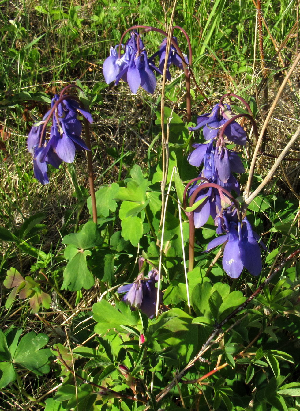 Image of Aquilegia sibirica specimen.