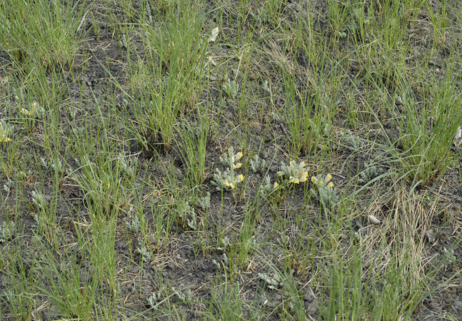 Image of Cymbochasma borysthenica specimen.