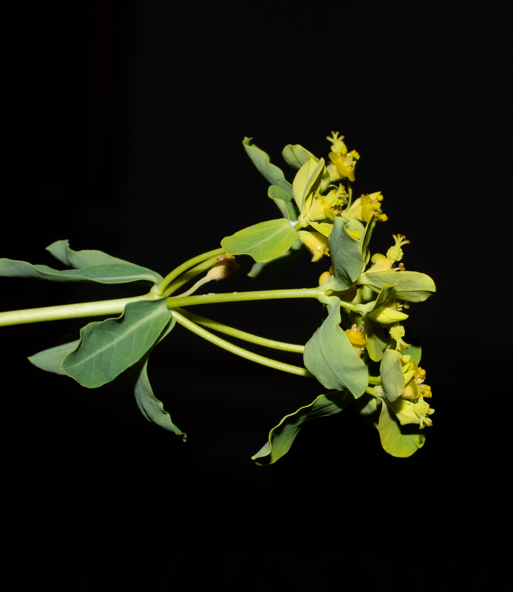 Image of Euphorbia hierosolymitana specimen.