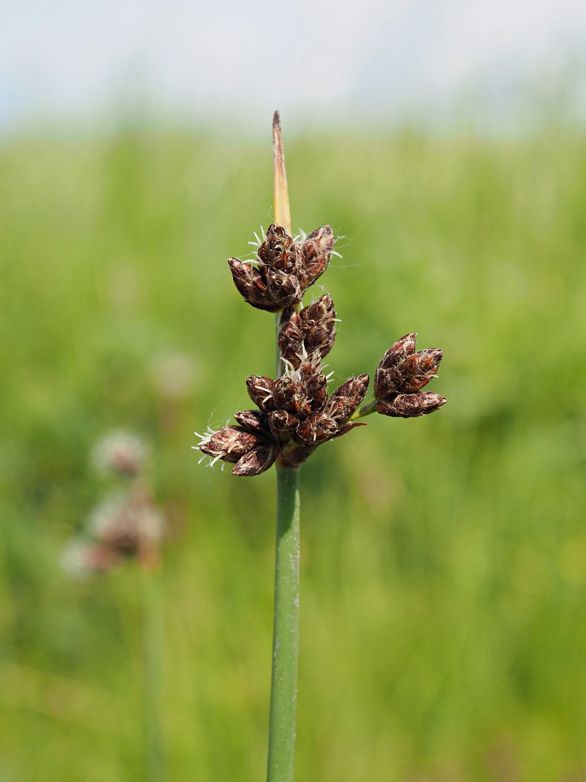 Image of Schoenoplectus tabernaemontani specimen.