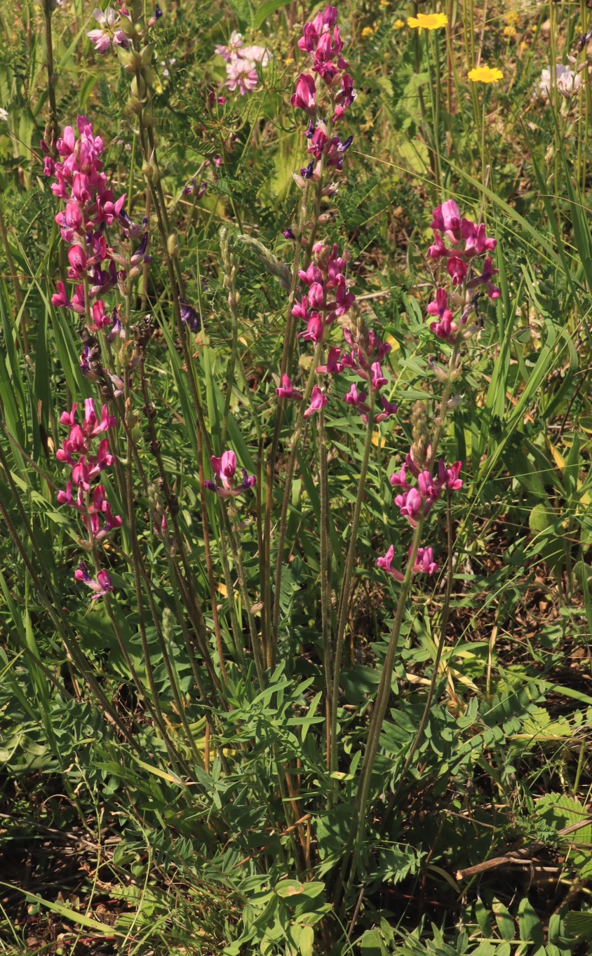 Изображение особи Oxytropis floribunda.