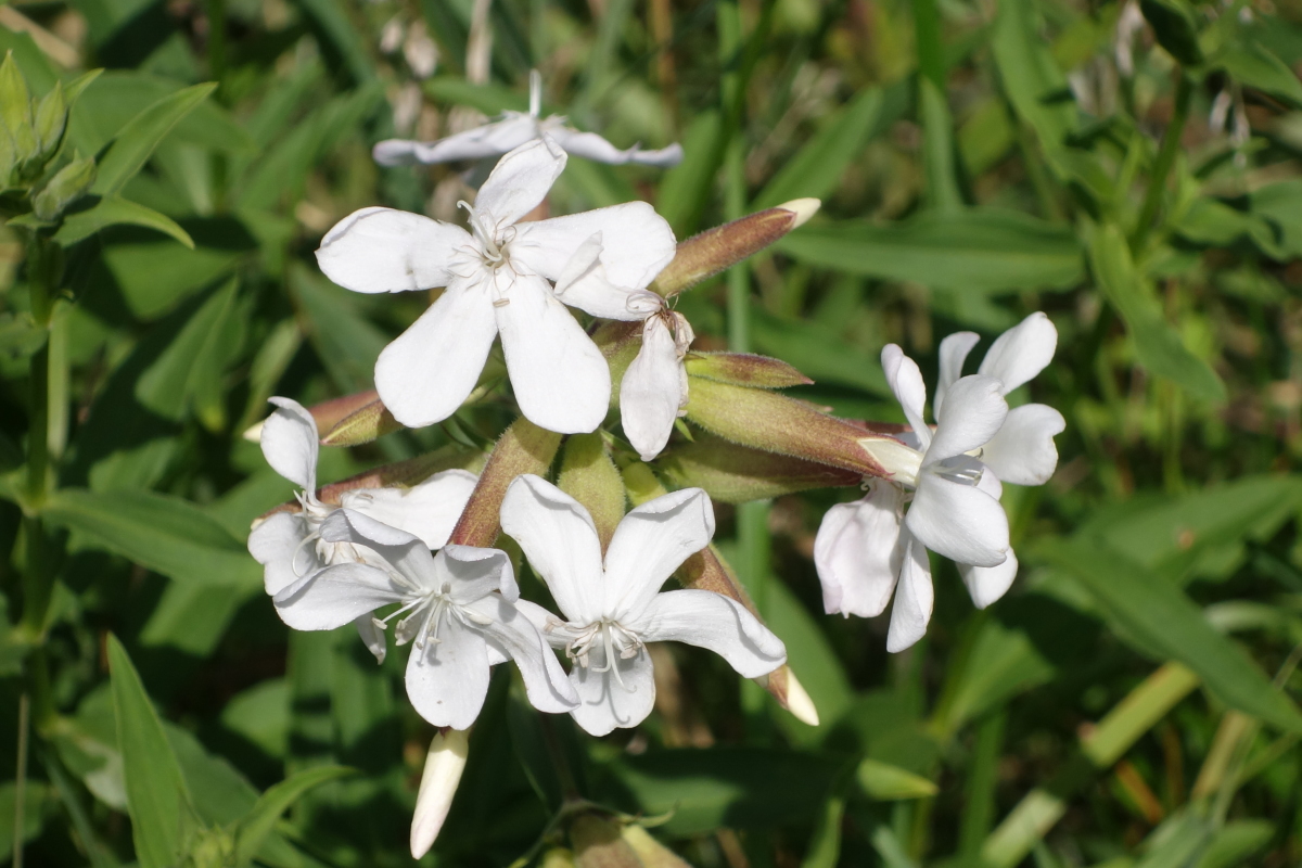 Изображение особи Saponaria officinalis.