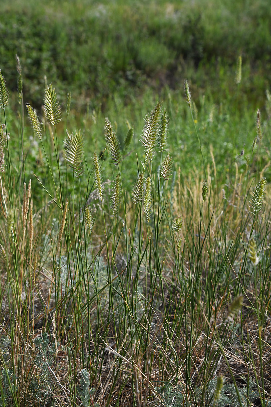 Изображение особи Agropyron pectinatum.