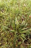 Plantago lanceolata
