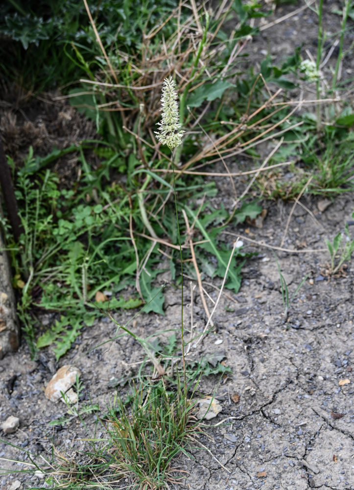 Изображение особи семейство Poaceae.