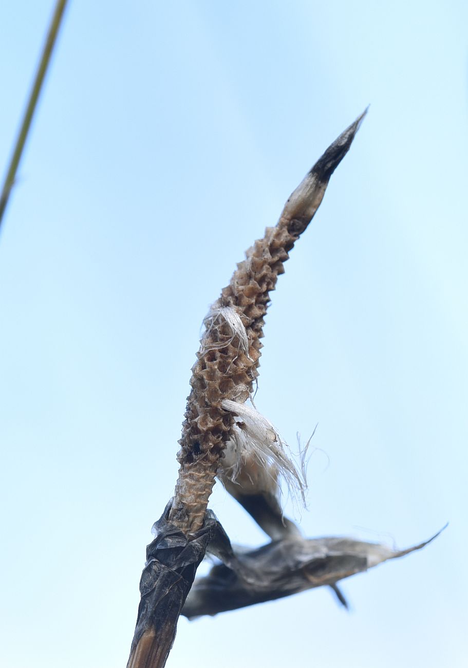 Изображение особи Eriophorum vaginatum.