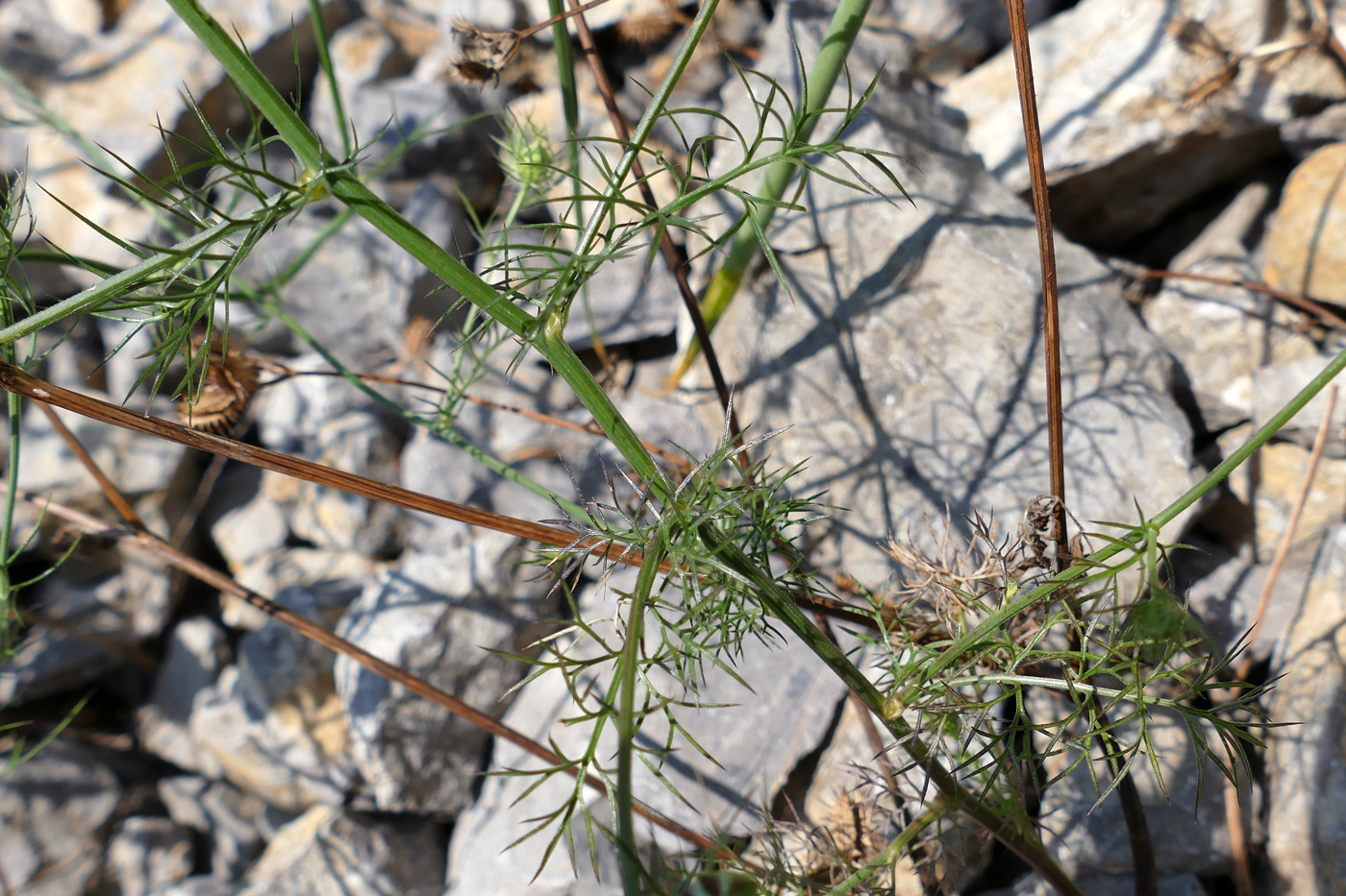 Изображение особи Nigella elata.