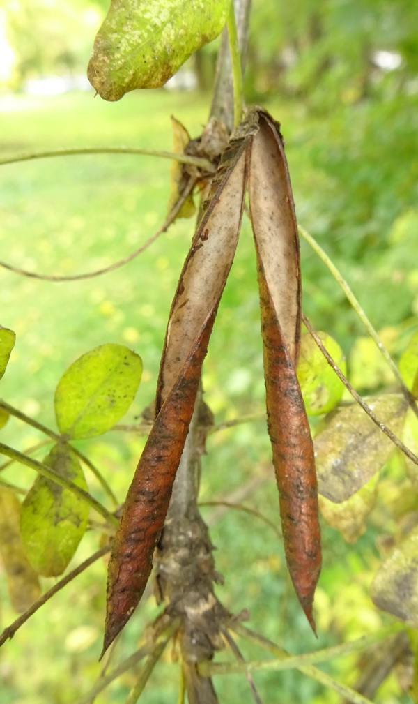 Изображение особи Caragana arborescens.