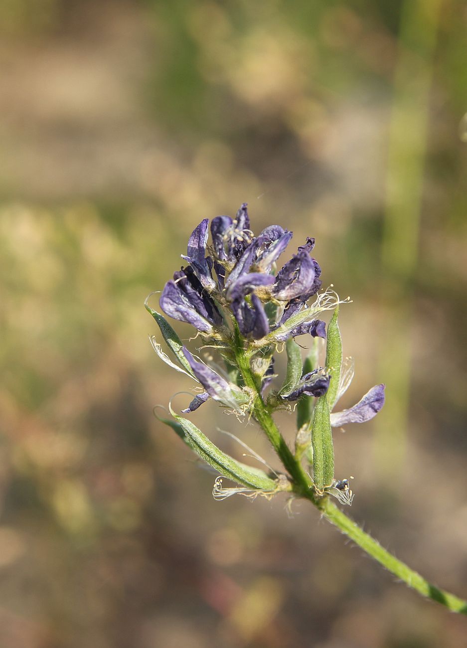 Изображение особи Astragalus davuricus.