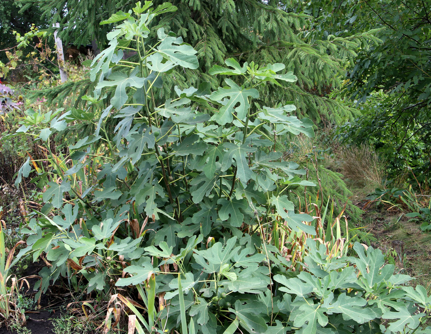 Изображение особи Ficus carica.