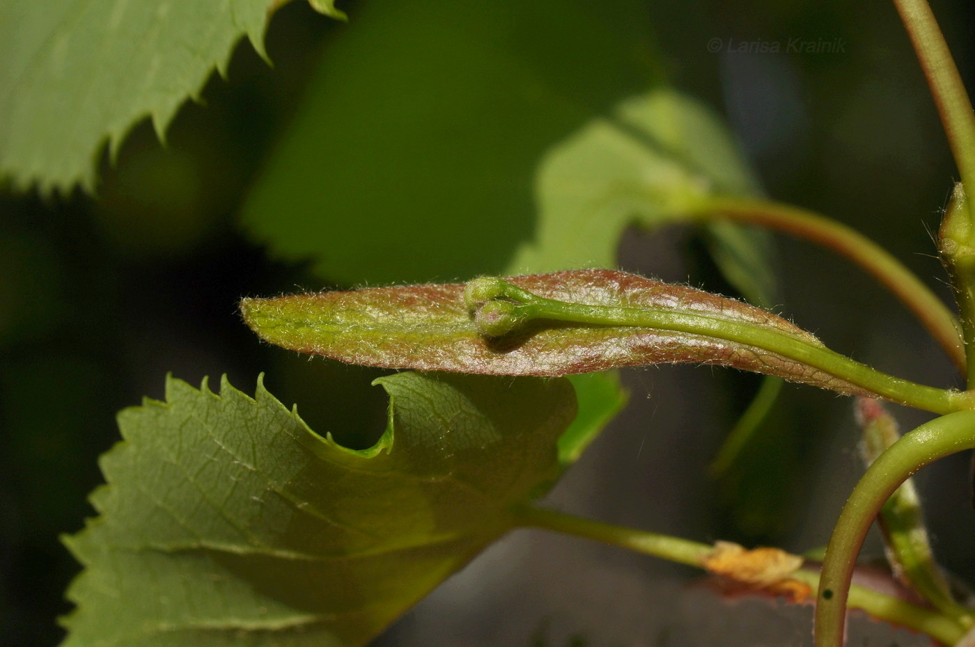 Image of Tilia amurensis specimen.