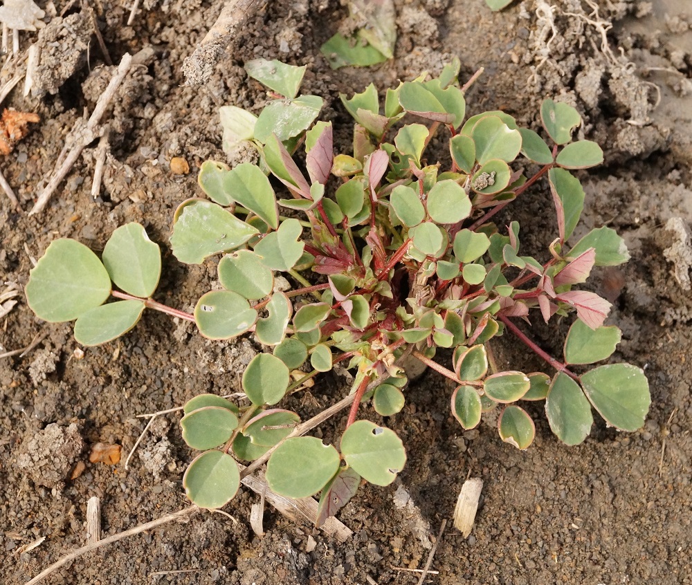 Изображение особи Melilotus neapolitanus.