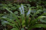 Phyllitis scolopendrium