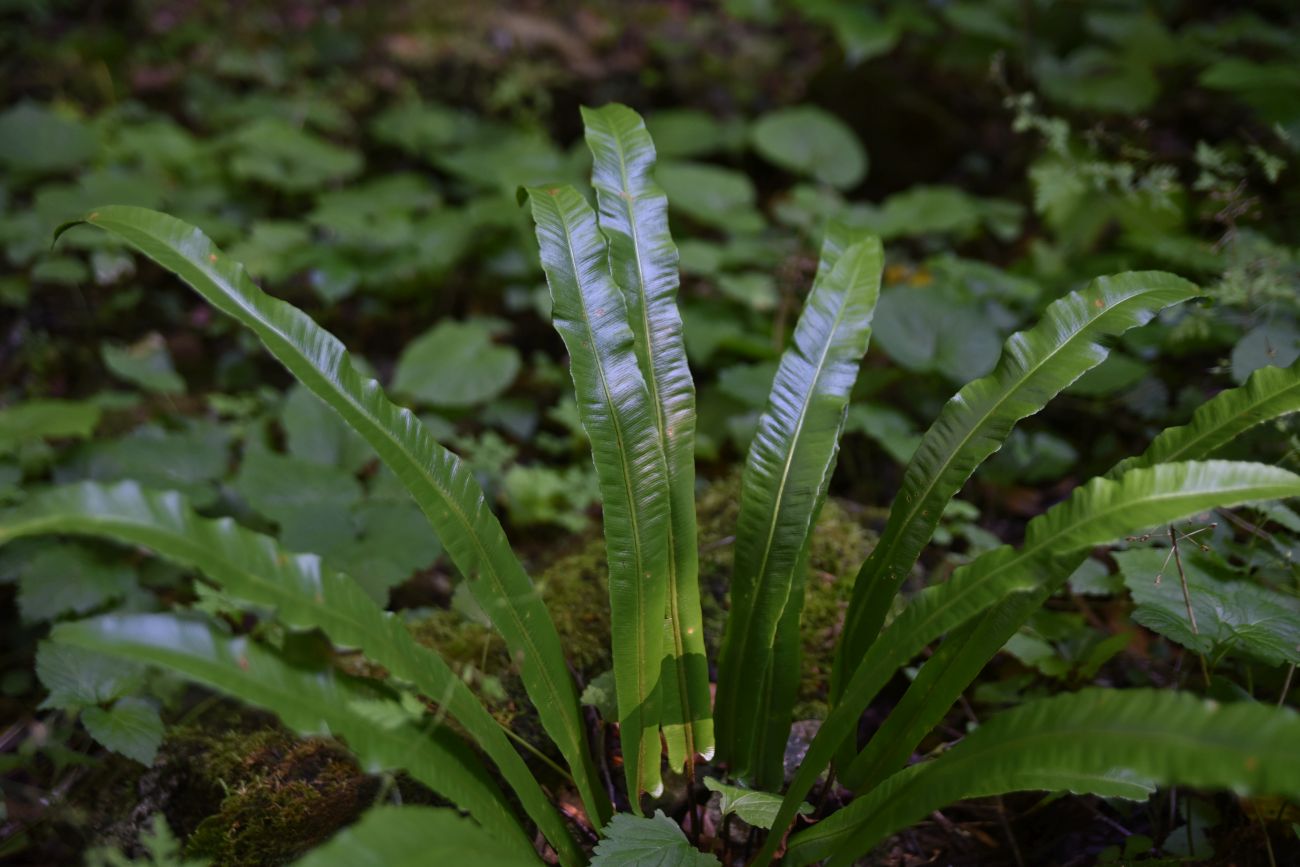 Image of Phyllitis scolopendrium specimen.