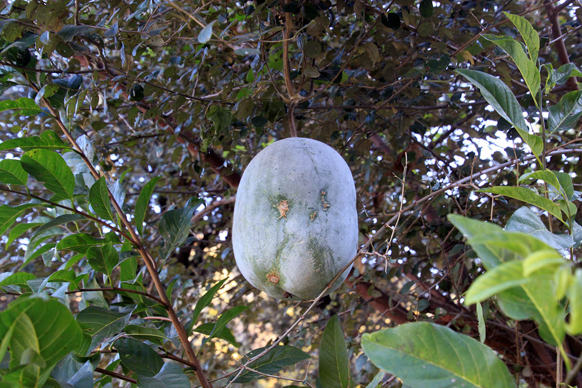 Image of familia Cucurbitaceae specimen.