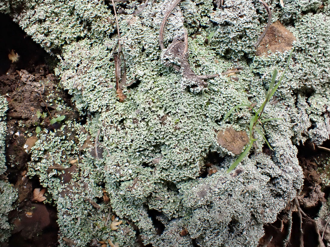 Изображение особи род Cladonia.