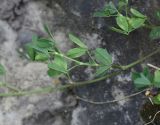 Medicago glutinosa