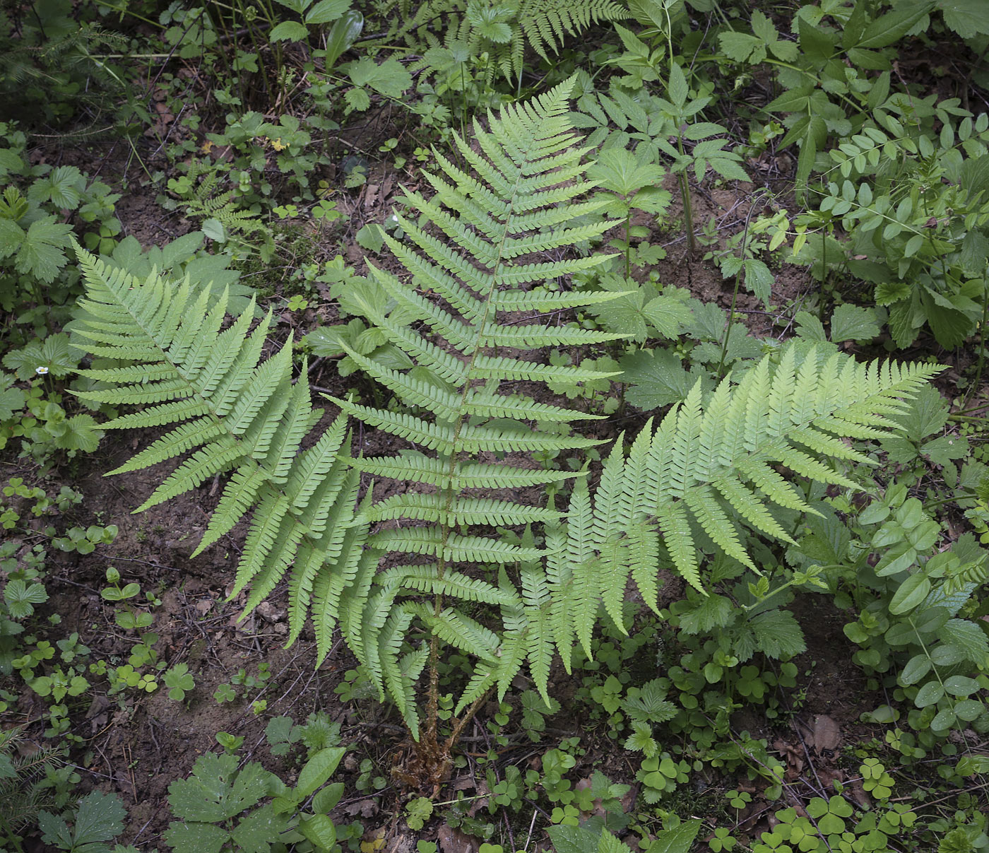 Изображение особи Dryopteris filix-mas.