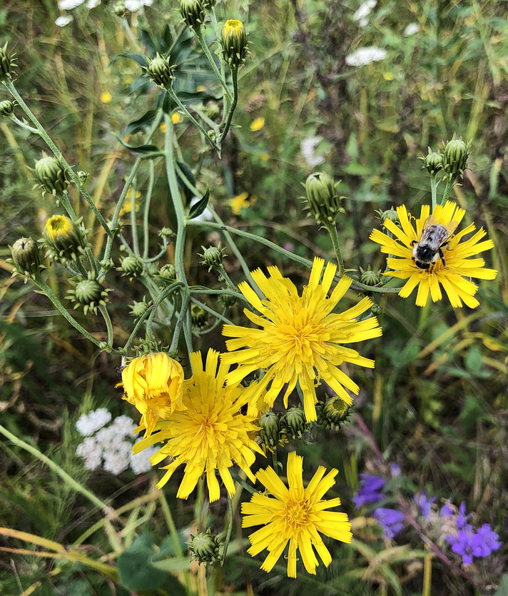 Изображение особи Hieracium umbellatum.