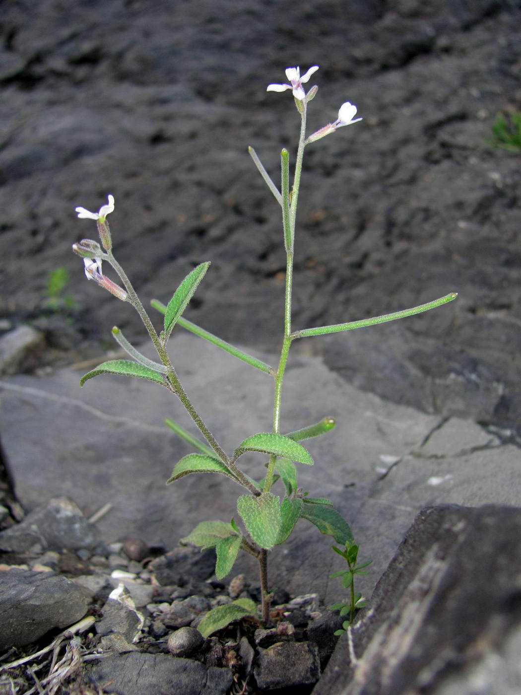 Изображение особи Strigosella africana.