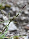 Carex bigelowii