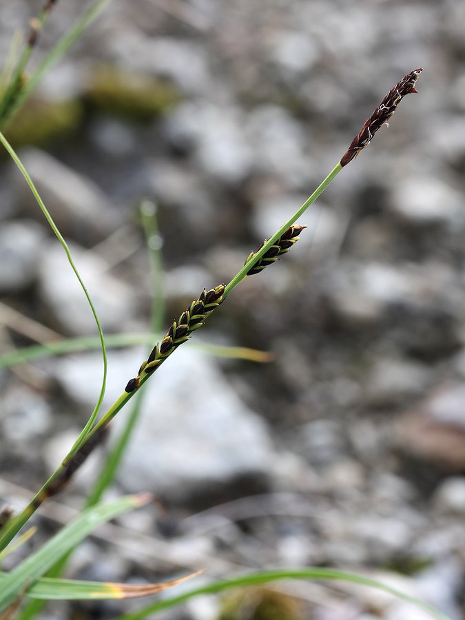 Изображение особи Carex bigelowii.