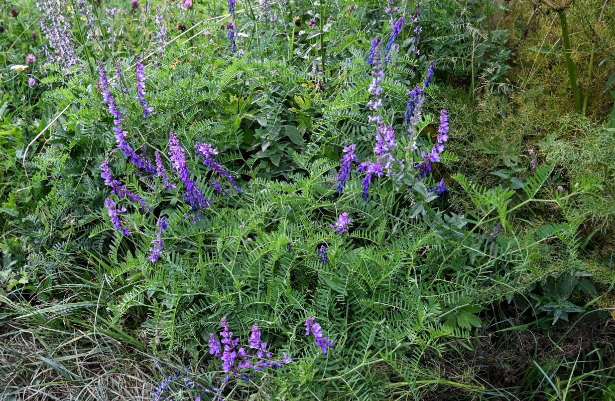 Image of Vicia tenuifolia specimen.