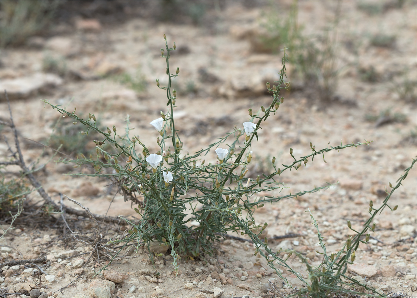 Image of Convolvulus fruticosus specimen.