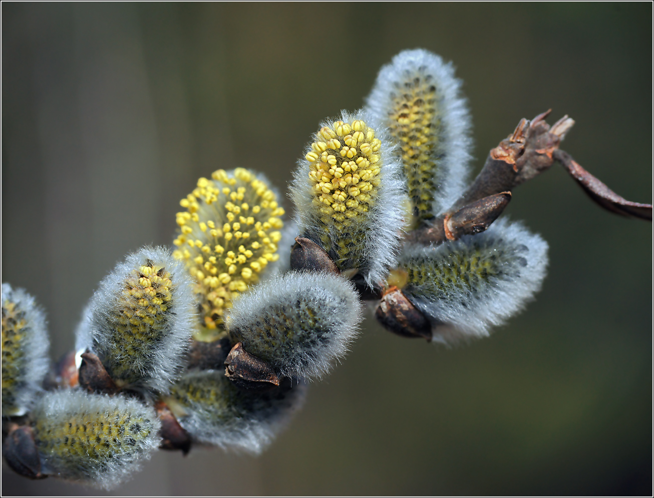 Image of Salix caprea specimen.