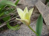 Tulipa kaufmanniana