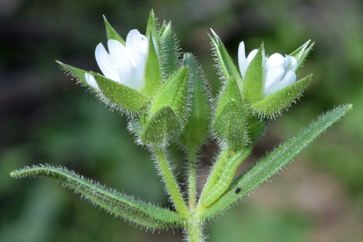 Изображение особи Cerastium inflatum.