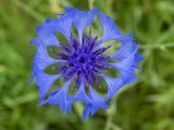 Centaurea cyanus