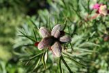 Paeonia hybrida