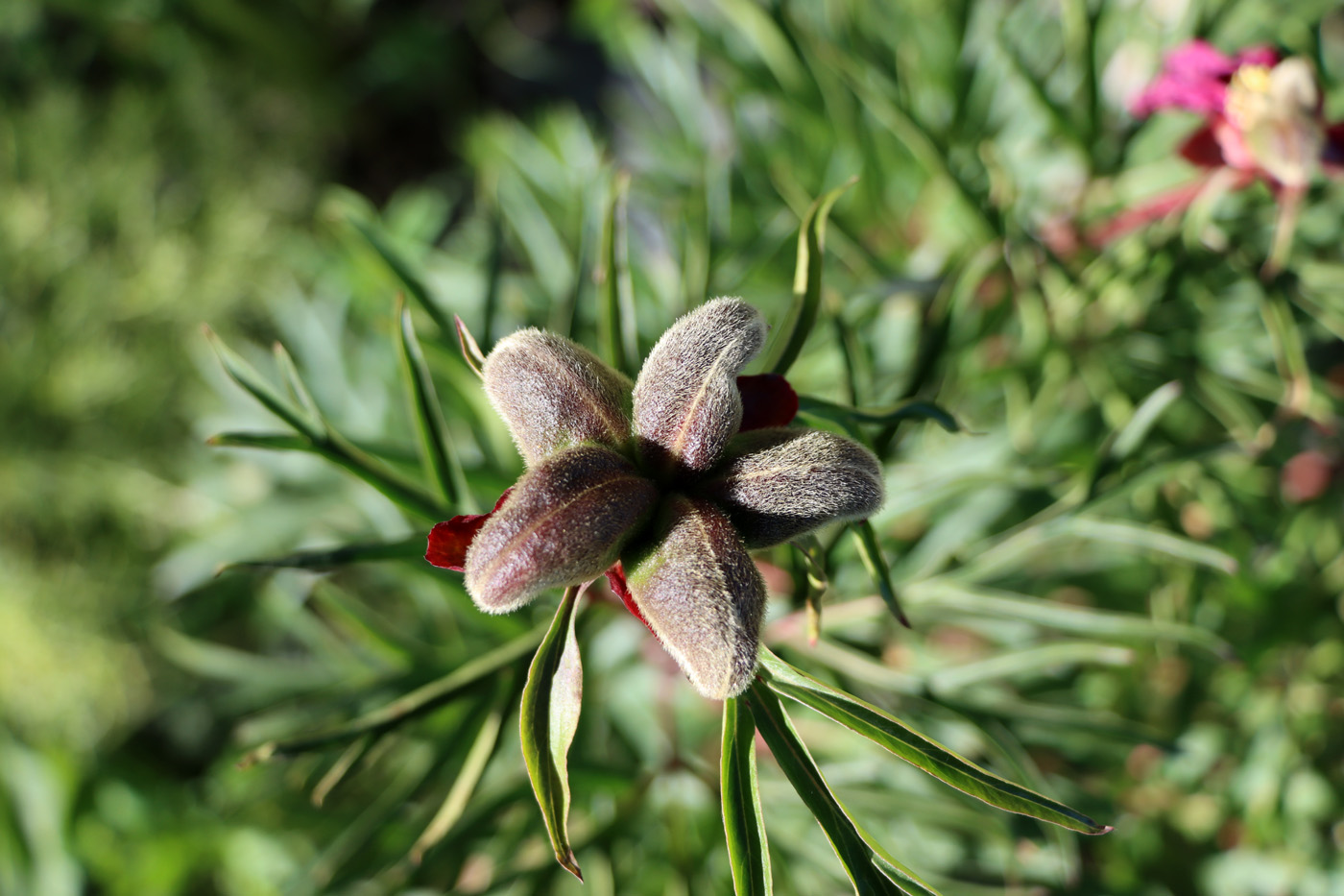 Image of Paeonia hybrida specimen.