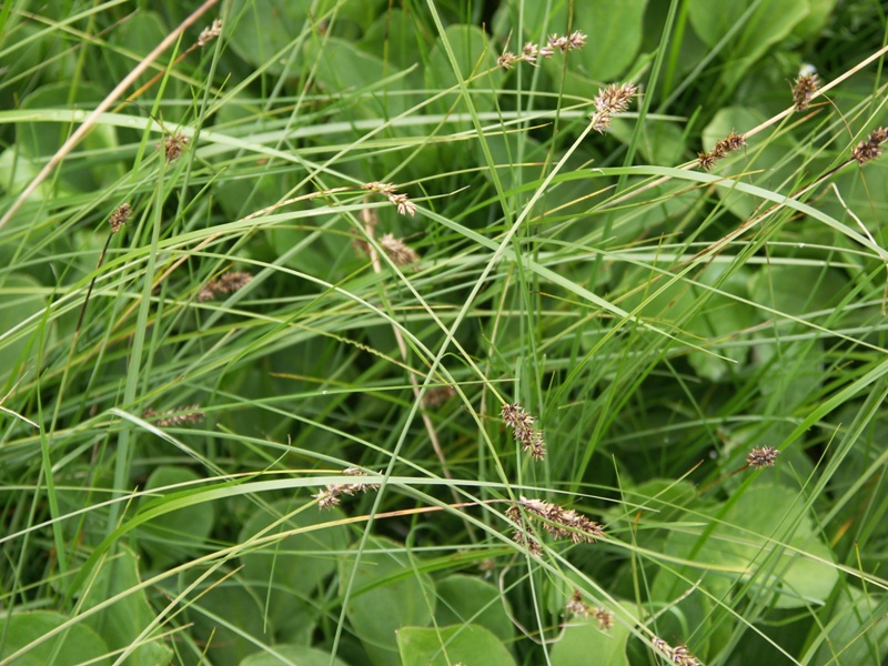 Изображение особи Carex diandra.
