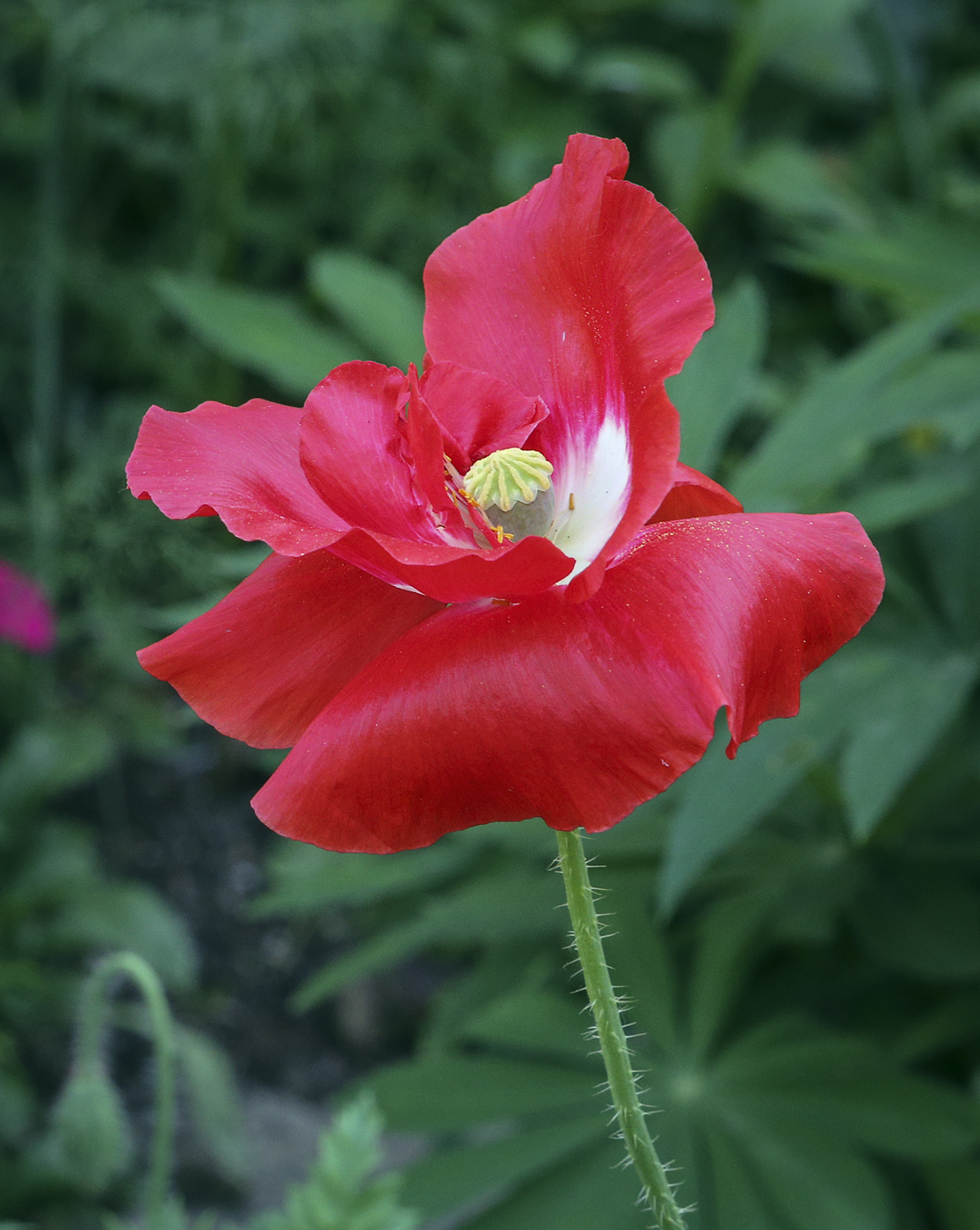 Image of genus Papaver specimen.