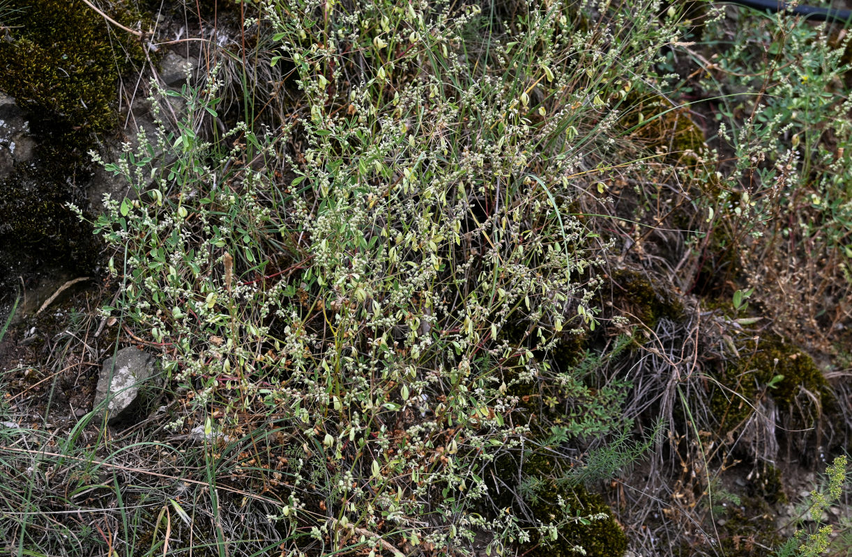 Изображение особи Melilotus neapolitanus.