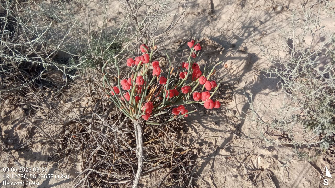 Image of Ephedra distachya specimen.