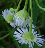 род Erigeron