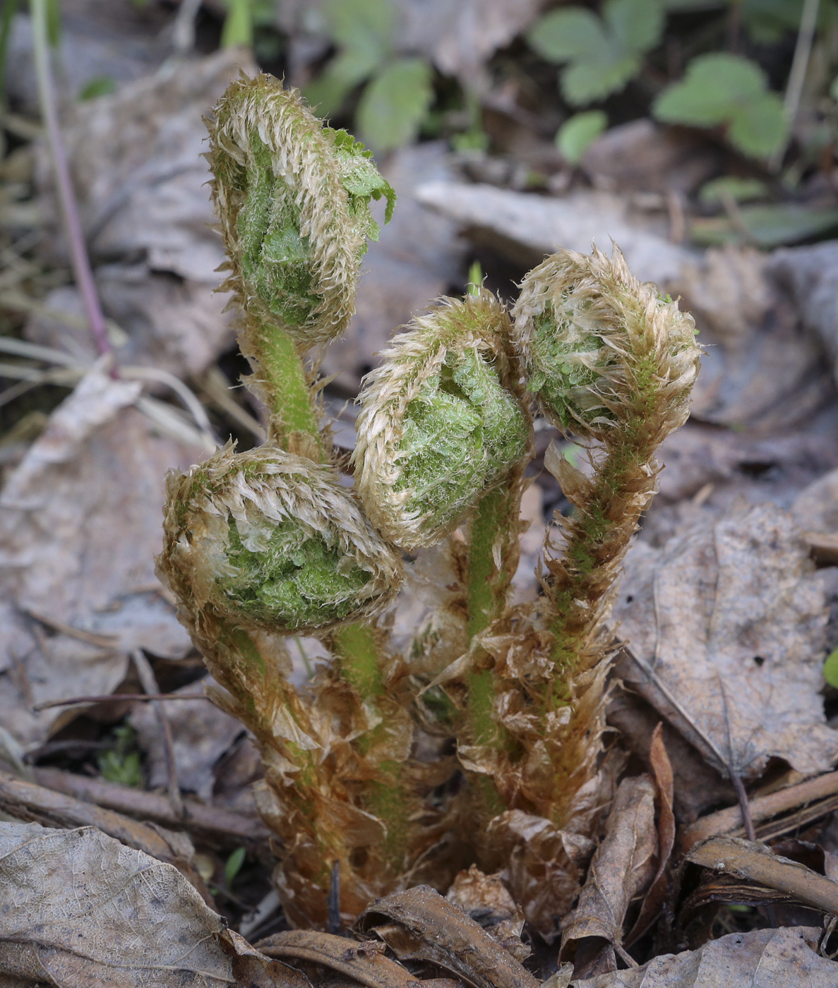 Изображение особи Dryopteris filix-mas.